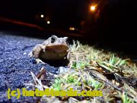 /home//u458753944/public_html/sourcegallery//////Roxborough Toad Detour/2022/2022-03-07/P3070831.JPG